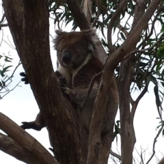 Phascolarctos cinereus (Koala) at Cleland, SA - 11 Nov 2015 by MLow