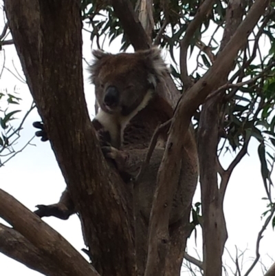 Phascolarctos cinereus (Koala) at Cleland, SA - 10 Nov 2015 by MLow