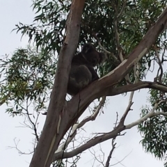 Phascolarctos cinereus (Koala) at Cleland, SA - 11 Nov 2015 by MLow