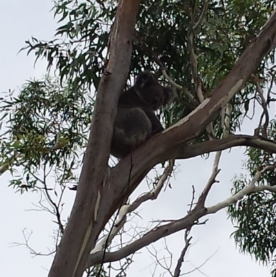 Phascolarctos cinereus (Koala) at Cleland, SA - 11 Nov 2015 by MLow