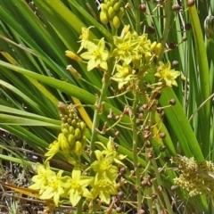 Bulbine glauca (Rock Lily) at Molonglo Valley, ACT - 29 Oct 2015 by galah681