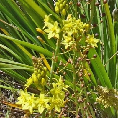 Bulbine glauca (Rock Lily) at Sth Tablelands Ecosystem Park - 28 Oct 2015 by galah681