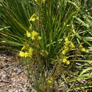 Bulbine glauca at Molonglo Valley, ACT - 29 Oct 2015