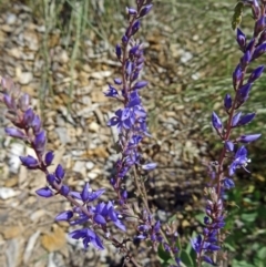 Veronica perfoliata (Digger's Speedwell) at Molonglo Valley, ACT - 29 Oct 2015 by galah681