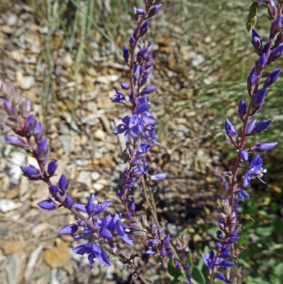 Veronica perfoliata (Digger's Speedwell) at Sth Tablelands Ecosystem Park - 28 Oct 2015 by galah681