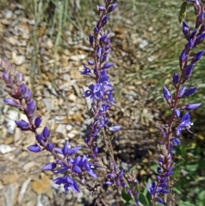Veronica perfoliata at Molonglo Valley, ACT - 29 Oct 2015