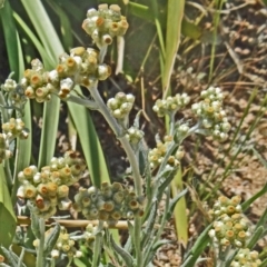 Pseudognaphalium luteoalbum (Jersey Cudweed) at Sth Tablelands Ecosystem Park - 28 Oct 2015 by galah681