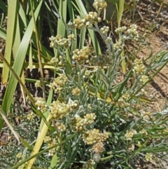 Pseudognaphalium luteoalbum at Molonglo Valley, ACT - 29 Oct 2015 10:49 AM