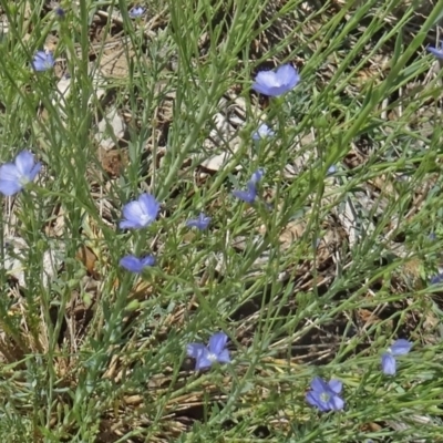 Linum marginale (Native Flax) at Molonglo Valley, ACT - 29 Oct 2015 by galah681