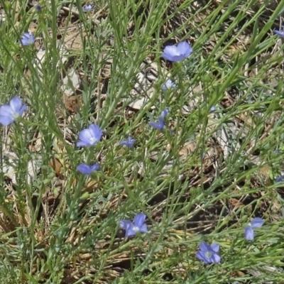 Linum marginale (Native Flax) at Molonglo Valley, ACT - 28 Oct 2015 by galah681