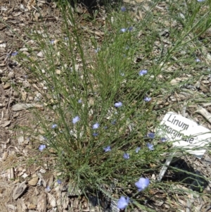 Linum marginale at Molonglo Valley, ACT - 29 Oct 2015