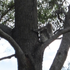 Phascolarctos cinereus (Koala) at Port Macquarie, NSW - 10 Nov 2015 by rosella