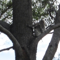 Phascolarctos cinereus (Koala) at Port Macquarie, NSW - 11 Nov 2015 by rosella