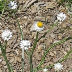 Ammobium alatum (Winged Everlasting) at Molonglo Valley, ACT - 28 Oct 2015 by galah681