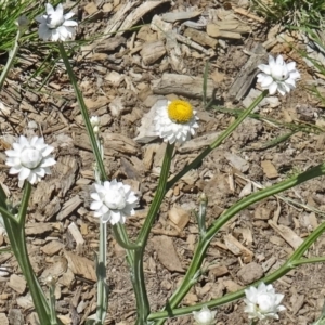 Ammobium alatum at Molonglo Valley, ACT - 29 Oct 2015 10:49 AM