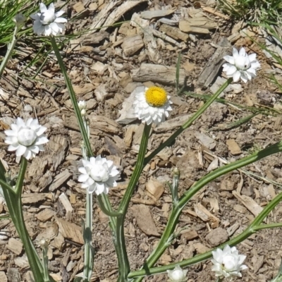 Ammobium alatum (Winged Everlasting) at Molonglo Valley, ACT - 29 Oct 2015 by galah681