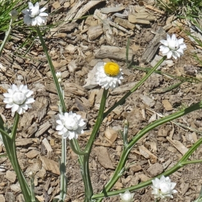 Ammobium alatum (Winged Everlasting) at Molonglo Valley, ACT - 28 Oct 2015 by galah681