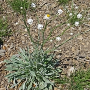 Ammobium alatum at Molonglo Valley, ACT - 29 Oct 2015 10:49 AM