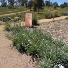 Ammobium alatum at Molonglo Valley, ACT - 29 Oct 2015 10:49 AM