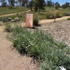 Ammobium alatum at Molonglo Valley, ACT - 29 Oct 2015