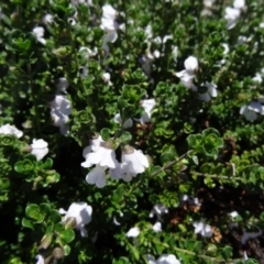 Prostanthera cuneata (Alpine Mint Bush) at Molonglo Valley, ACT - 29 Oct 2015 by galah681