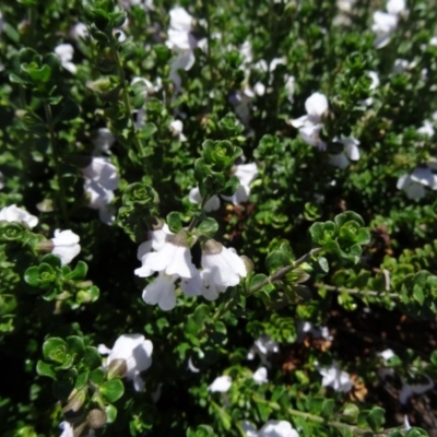 Prostanthera cuneata (Alpine Mint Bush) at Molonglo Valley, ACT - 28 Oct 2015 by galah681