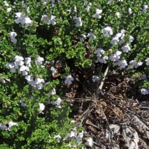 Prostanthera cuneata at Molonglo Valley, ACT - 29 Oct 2015 10:51 AM