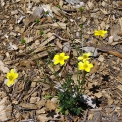 Ranunculus lappaceus (Australian Buttercup) at Sth Tablelands Ecosystem Park - 28 Oct 2015 by galah681