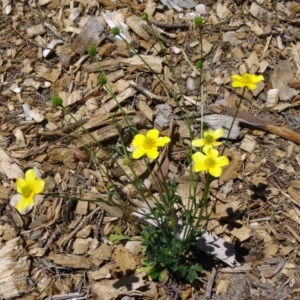 Ranunculus lappaceus at Molonglo Valley, ACT - 29 Oct 2015