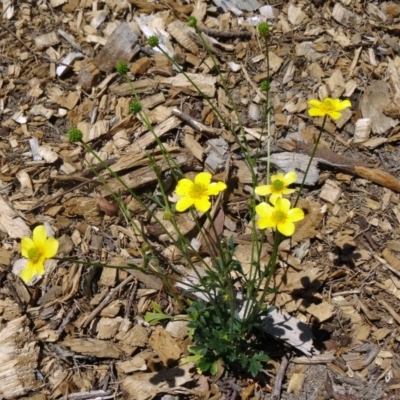 Ranunculus lappaceus (Australian Buttercup) at Sth Tablelands Ecosystem Park - 28 Oct 2015 by galah681