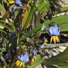 Dianella tasmanica (Tasman Flax Lily) at Molonglo Valley, ACT - 28 Oct 2015 by galah681