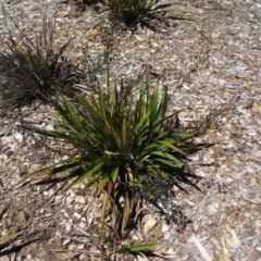 Dianella tasmanica at Molonglo Valley, ACT - 29 Oct 2015 10:54 AM