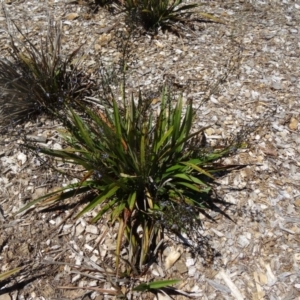 Dianella tasmanica at Molonglo Valley, ACT - 29 Oct 2015