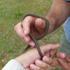 Delma inornata (Olive Legless-lizard) at Aranda Bushland - 2 Nov 2015 by MichaelMulvaney