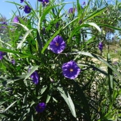 Solanum linearifolium (Kangaroo Apple) at Molonglo Valley, ACT - 29 Oct 2015 by galah681