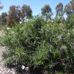 Solanum linearifolium at Molonglo Valley, ACT - 29 Oct 2015