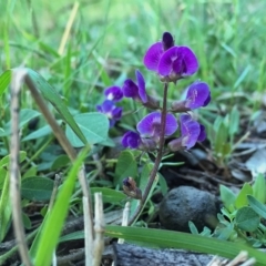 Glycine tabacina (Variable Glycine) at Wandiyali-Environa Conservation Area - 11 Nov 2015 by Wandiyali