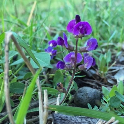 Glycine tabacina (Variable Glycine) at Googong, NSW - 11 Nov 2015 by Wandiyali