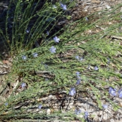 Linum marginale (Native Flax) at Molonglo Valley, ACT - 29 Oct 2015 by galah681