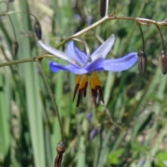 Dianella revoluta var. revoluta (Black-Anther Flax Lily) at Sth Tablelands Ecosystem Park - 28 Oct 2015 by galah681