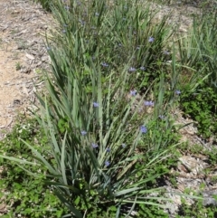 Dianella revoluta var. revoluta at Molonglo Valley, ACT - 29 Oct 2015 10:56 AM