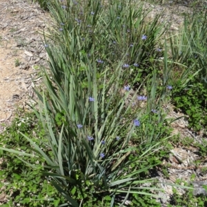 Dianella revoluta var. revoluta at Molonglo Valley, ACT - 29 Oct 2015 10:56 AM