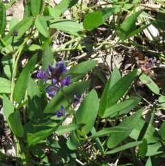 Glycine tabacina (Variable Glycine) at Sth Tablelands Ecosystem Park - 28 Oct 2015 by galah681