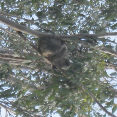 Phascolarctos cinereus (Koala) at Taabinga, QLD - 10 Nov 2015 by Ranger