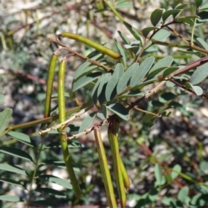 Indigofera australis subsp. australis at Molonglo Valley, ACT - 29 Oct 2015