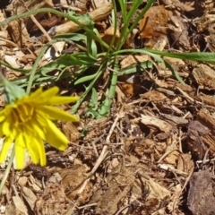 Microseris lanceolata (Yam Daisy) at Molonglo Valley, ACT - 29 Oct 2015 by galah681