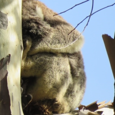 Phascolarctos cinereus (Koala) at Montecollum, NSW - 11 Nov 2015 by VisionWalks