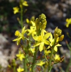 Bulbine bulbosa (Golden Lily) at Molonglo Valley, ACT - 28 Oct 2015 by galah681