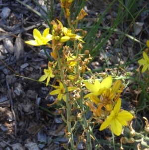 Bulbine bulbosa at Molonglo Valley, ACT - 29 Oct 2015