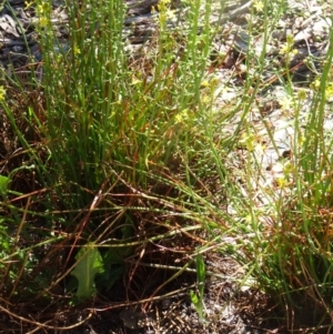 Bulbine bulbosa at Molonglo Valley, ACT - 29 Oct 2015 10:58 AM